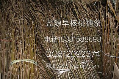 廠家直銷(xiāo)早核桃苗 | 簡(jiǎn)陽(yáng)市錦鵬苗木種植專業(yè)合作社產(chǎn)品圖鑒