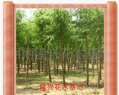打造價(jià)銷(xiāo)售花卉苗木一條龍服務(wù) 大葉女貞的價(jià)格、廠家與圖片全解析