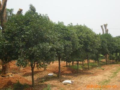 湖南瀏陽(yáng)市飛揚(yáng)綠化苗圃場(chǎng) 精品大小桂花苗木價(jià)格、廠家與圖片詳解