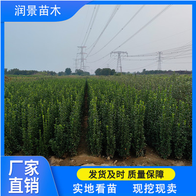 潤(rùn)景苗木 北海道黃楊綠籬，四季種植的綠意守護(hù)者
