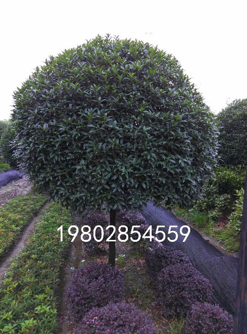 探尋八月桂香之源——寫(xiě)在八月桂種植基地的豐收季節(jié)